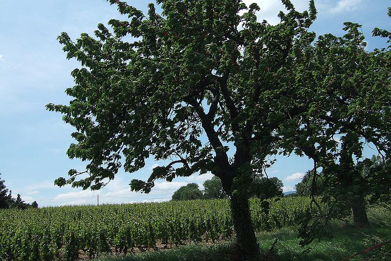 2010-06- (69).JPG